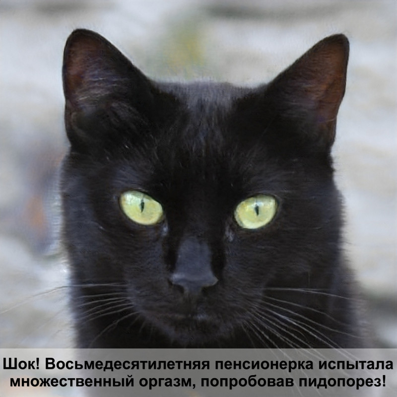 аллергия на кошек