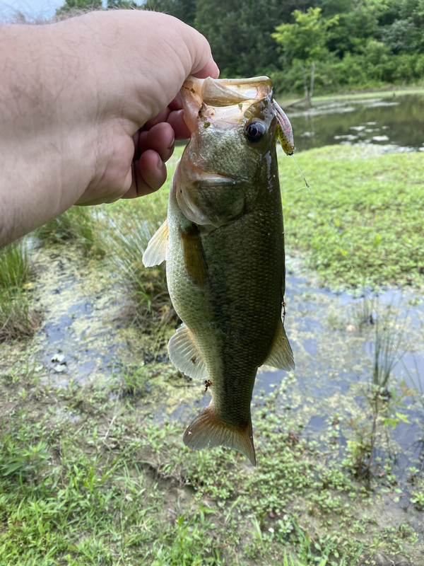 IMG_4099.jpg