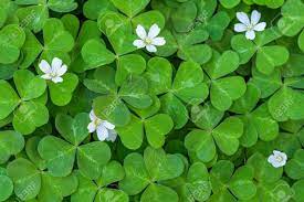 [Image: t-l-chargement-1.jpg]