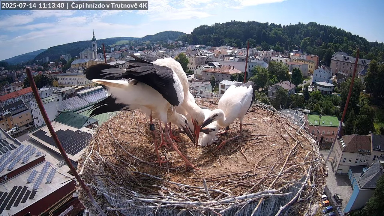 Tiešraide no stārķa ligzdas uz alus darītavas skursteņa Trutnovā 12-18-46 screenshot