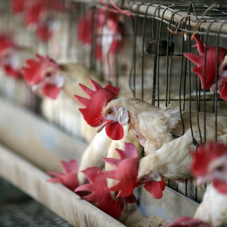 Expertos chinos que descubrieron el COVID-19 temen una pandemia de gripe aviar