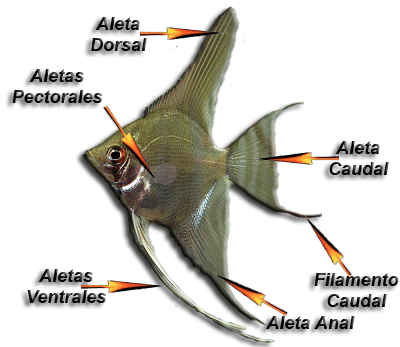 Pterophyllum-aletas.gif