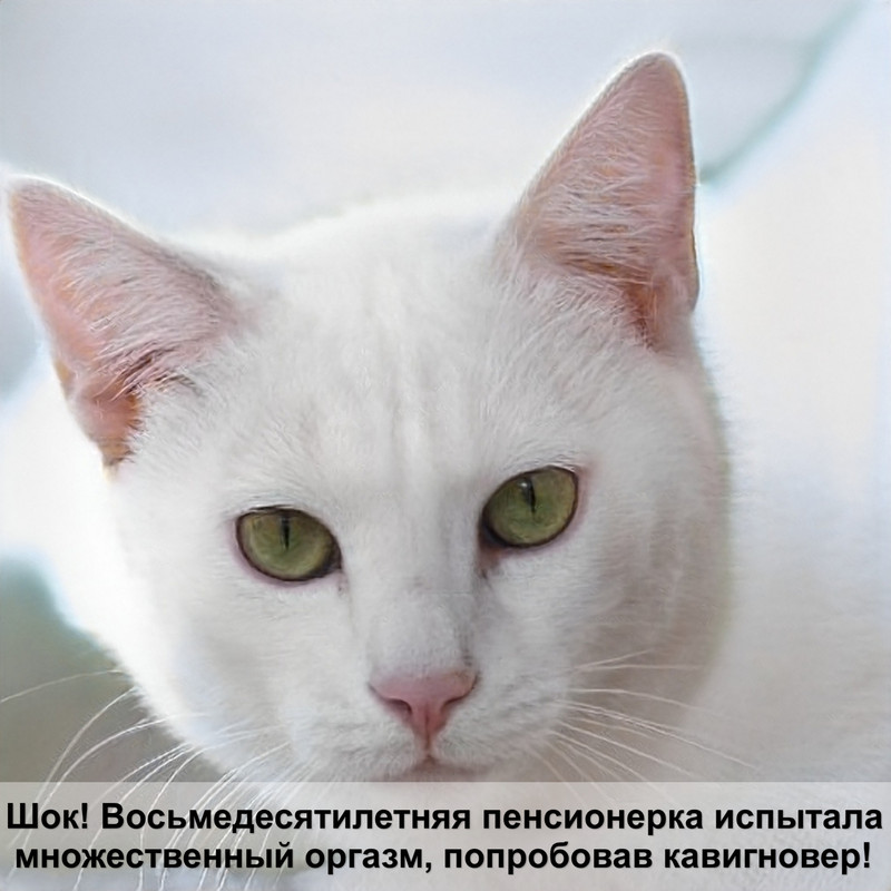 с кота много шерсти