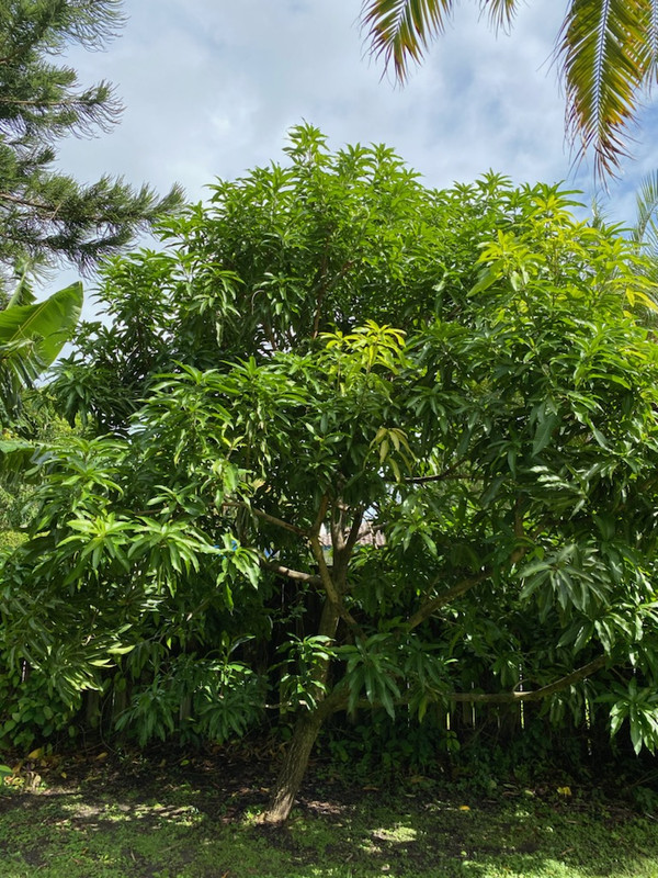 Mango Glenn 11 2020