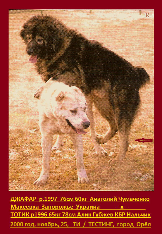 ДЖАФАР ( РЭМ х ЧЕБУРАХА ) 1997р 60кг 76см Запорожье х ТОТИК 1