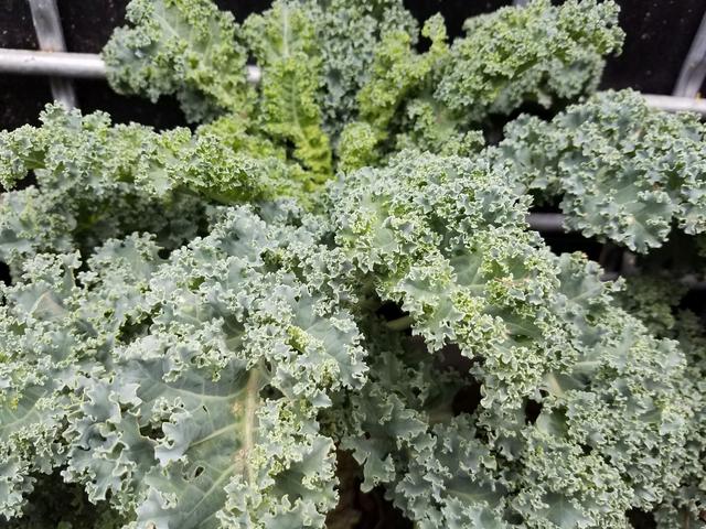 [Image: 20-Kale.jpg]