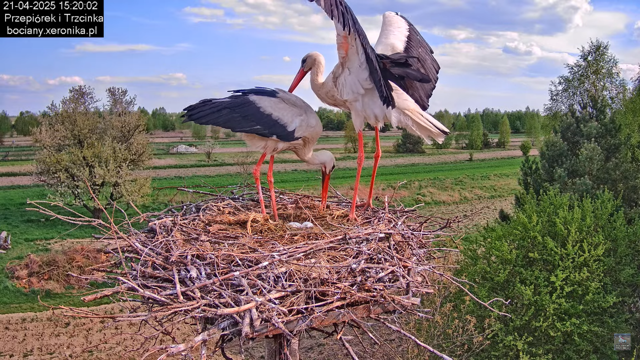 21042025bociany17