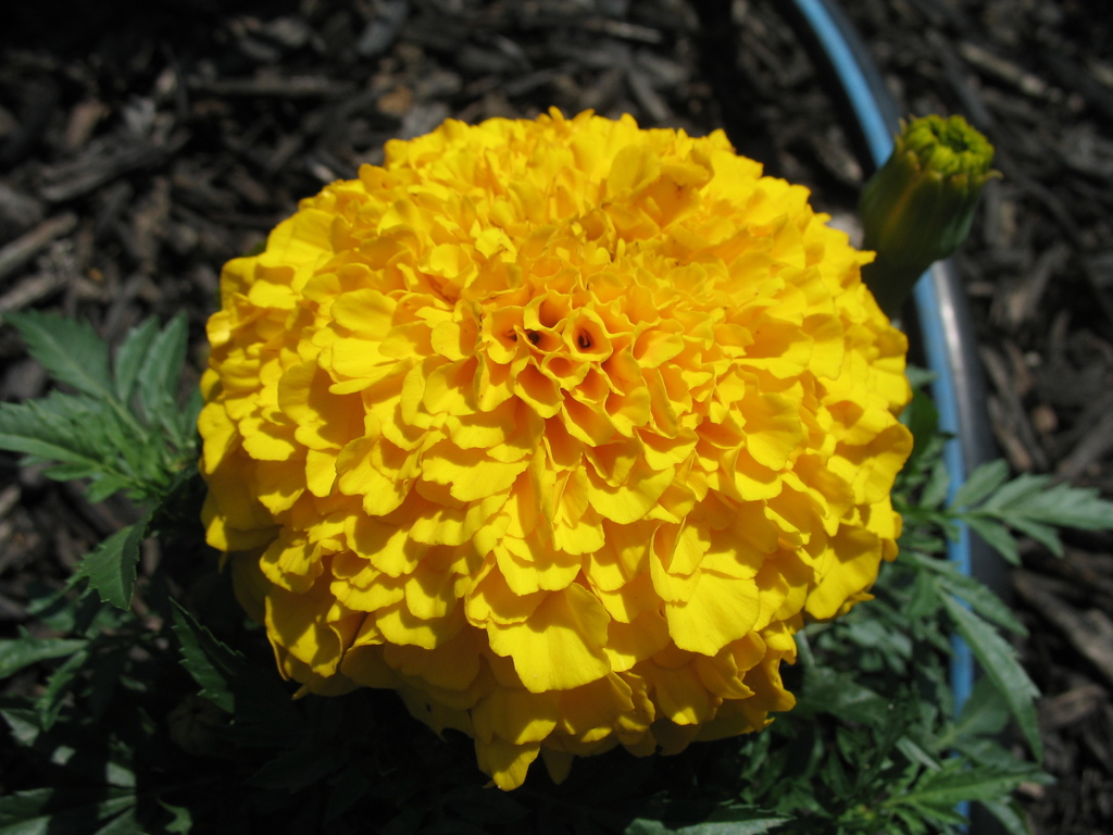 Lawn and Gardens 06.14.2017  (10)