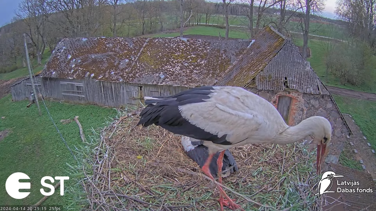 Baltie stārķi (Ciconia ciconia) Tukuma novadā - LDF tiešraide __ White storks in Tukums, Latvia 14-1