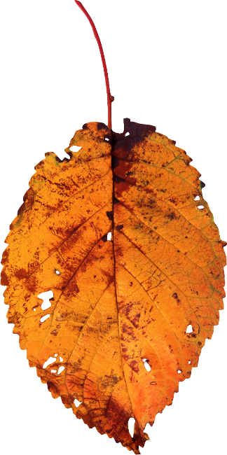 Autumn Witchery (129)