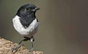 What Woodland Birds Migrate?