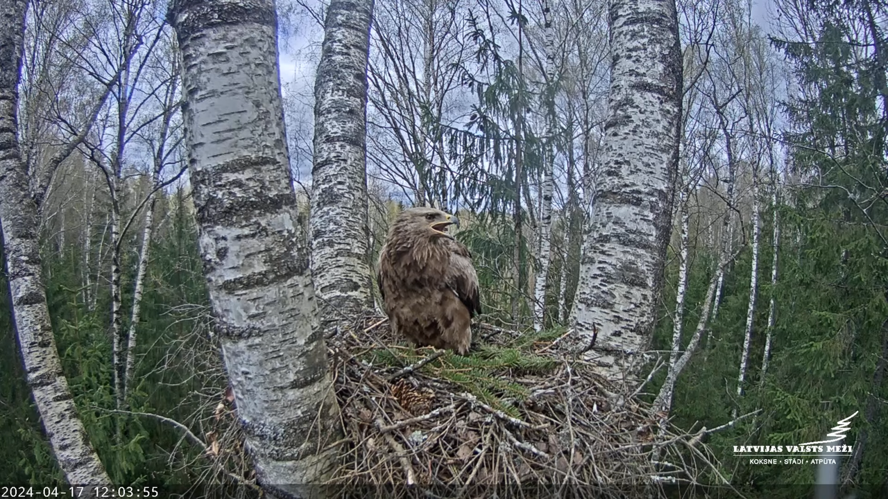 LVM Mazais ērglis Aizkuja, bērzs - Lesser Spotted Eagle 12-26-30 screenshot