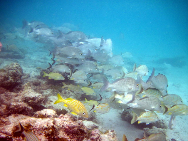 Snorkel en Riviera Maya - México - Foro Riviera Maya y Caribe Mexicano