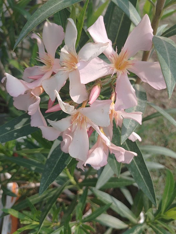 IMG_20250610_173717_HDR