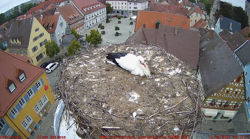 2021_09_12_09_13_07_Storchencam_Storchennest_Hoechstadt.de_Mozilla_Firefox