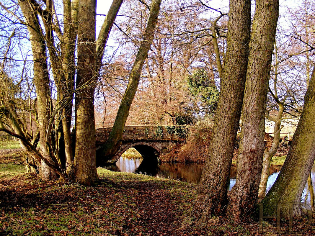trees9-autumn-HD.jpg