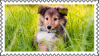 ID: puppy