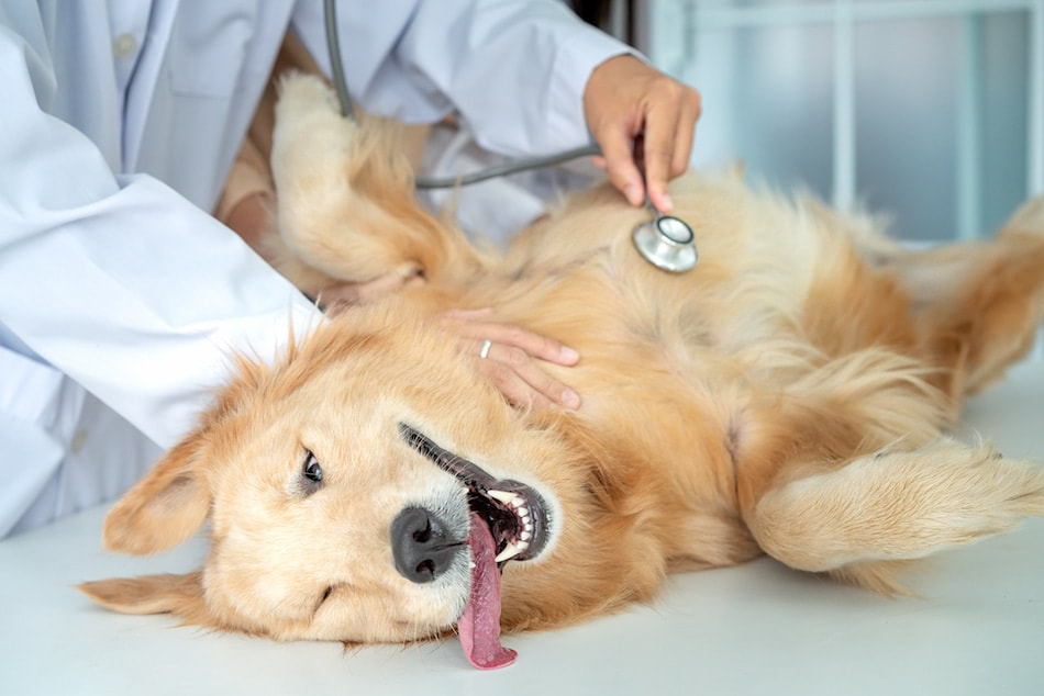 Veterinary Clinic
