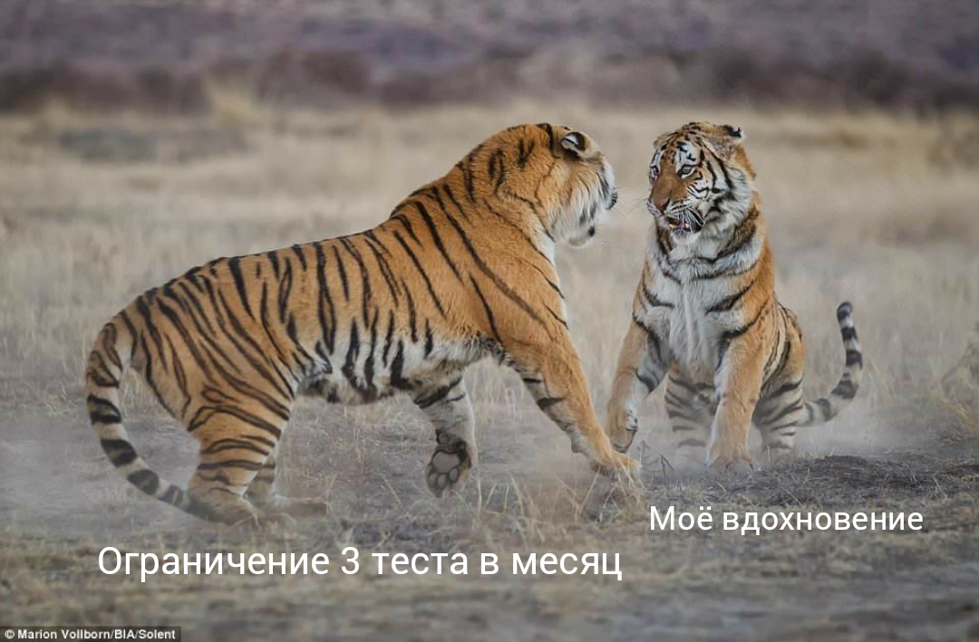 уссурийский тигр. два амурских тигра. амурский тигр фото. тигр тигрица и тигренок семья. два амурских тигра.