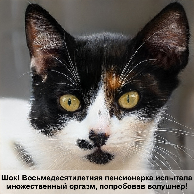 кот чихает шерсть