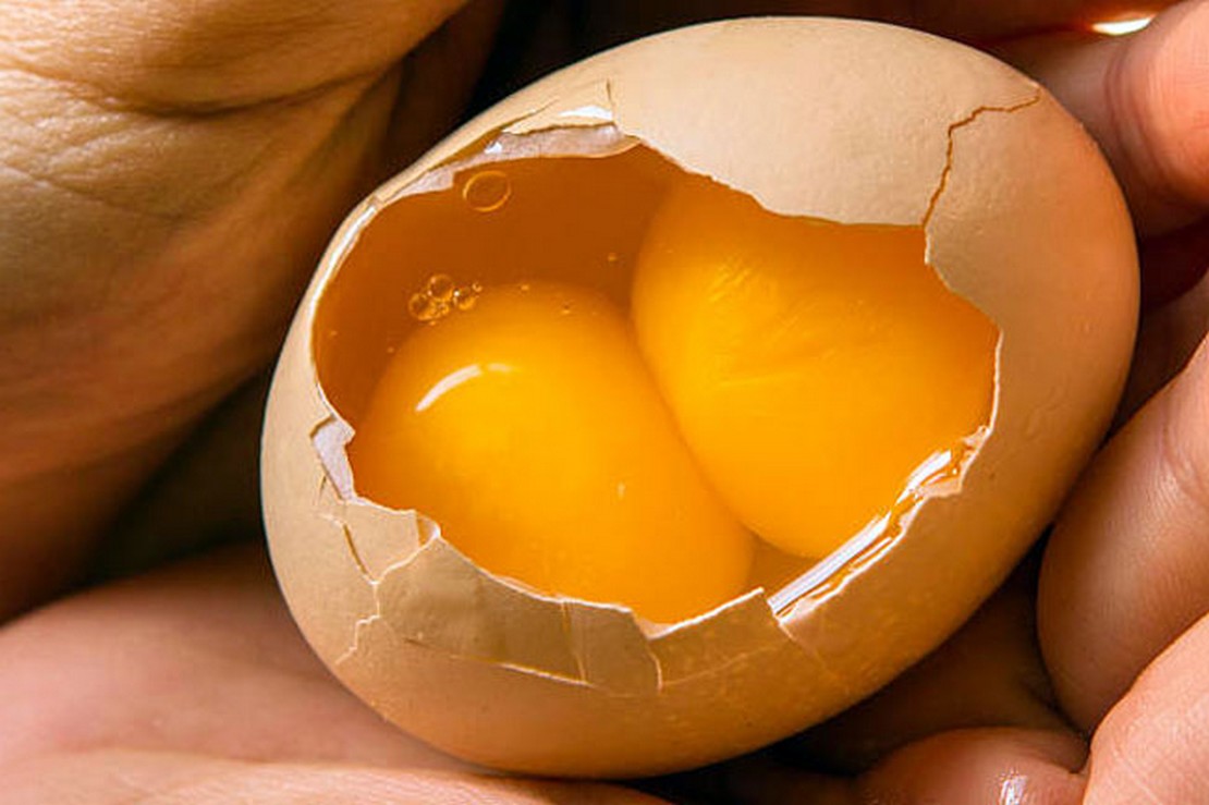 Разбитые яйца 2. Двухжелтковые яйца. Яйцо с 2 желтками. Яйцо куриное. Двойной желток в яйце.
