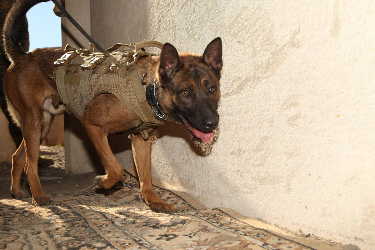 United States Army Rangers & SOCOM K9A4