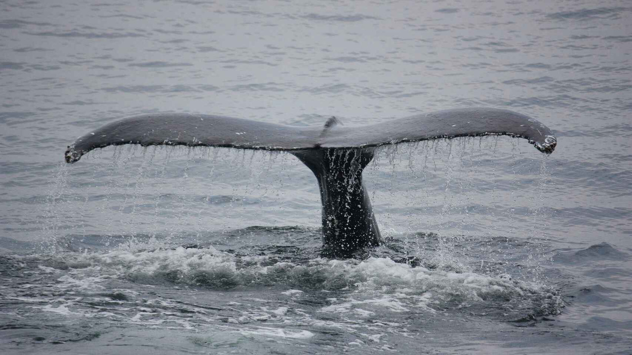 Islandia prevé poner fin a la caza de ballenas a partir del año 2024