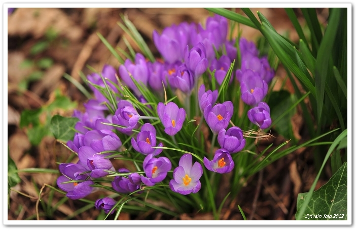 KROKUS-BLOEM-1