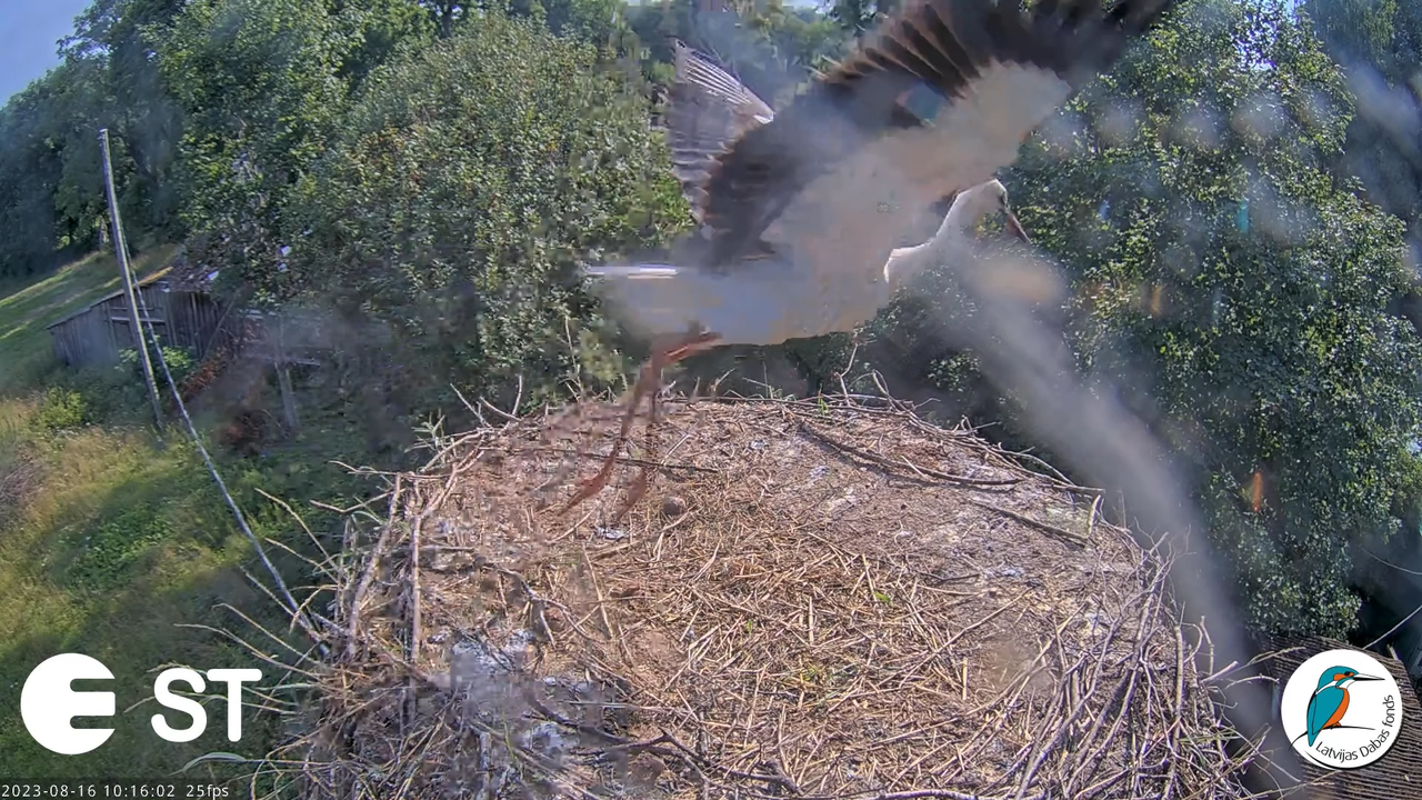 Baltie stārķi (Ciconia ciconia) Tukuma novadā - LDF tiešraide __ White storks in Tukums, Latvia 13-3
