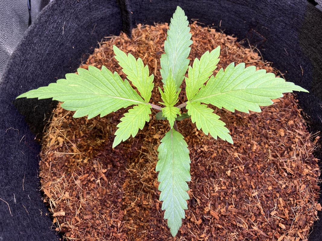 dIMG_1248(marzo 24 2023)