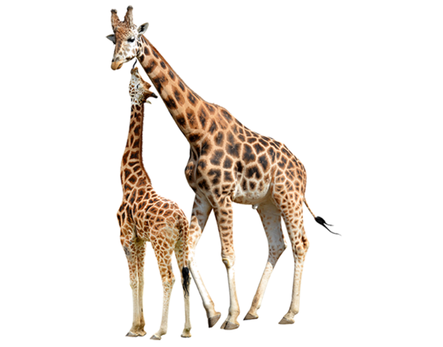 giraffa