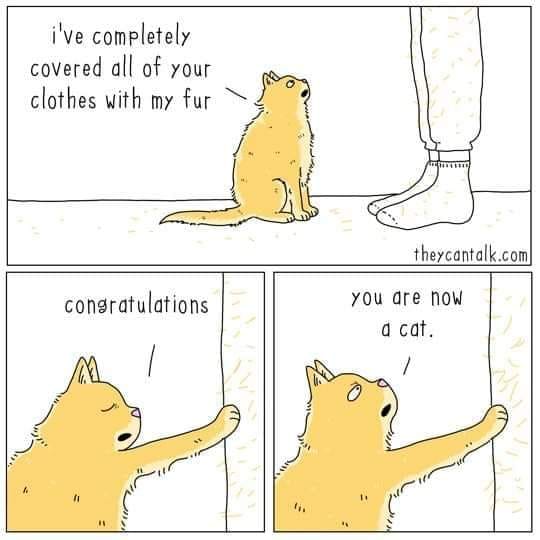 cat-conrats-ur-a-cat.jpg