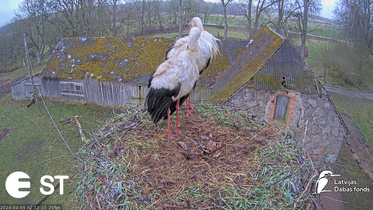 Baltie stārķi (Ciconia ciconia) Tukuma novadā - LDF tiešraide __ White storks in Tukums, Latvia 2-4-