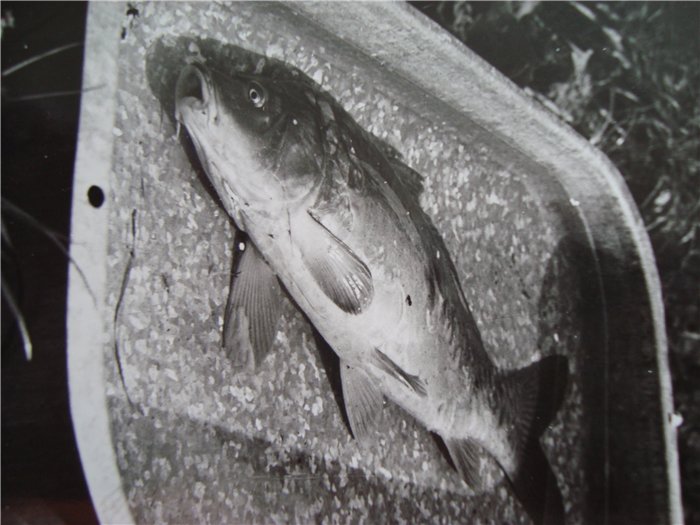 зеркальный 5,600