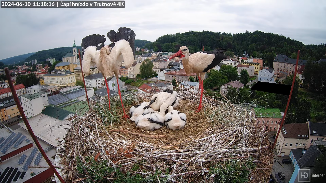 Živě z čapího hnízda na pivovarském komíně v Trutnově 14-59-21 screenshot