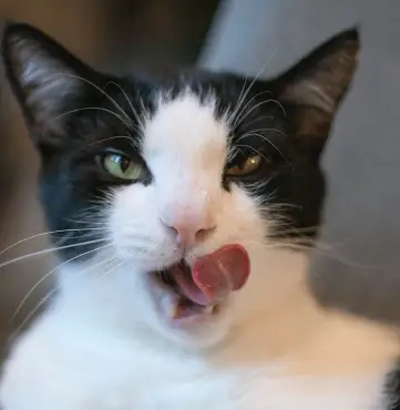 Kunnen-katten-spek-of-ander-verwerkt-vlees-eten.webp