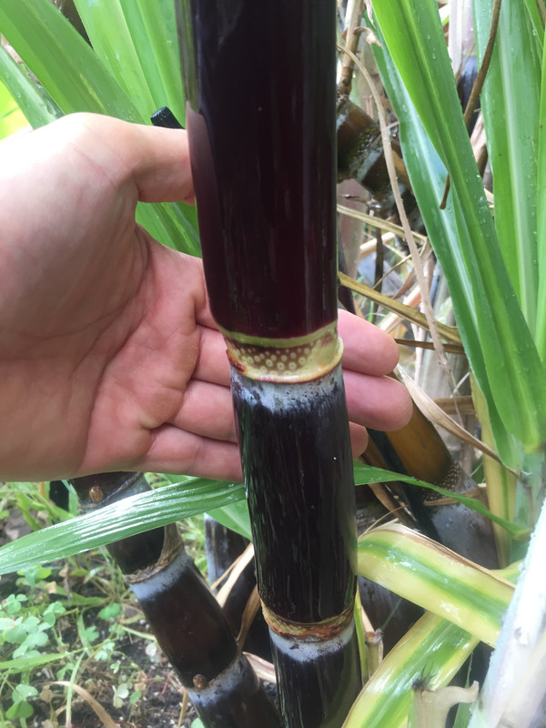 9CE62DD2-E28F-4409-936E-F19B9110FD97