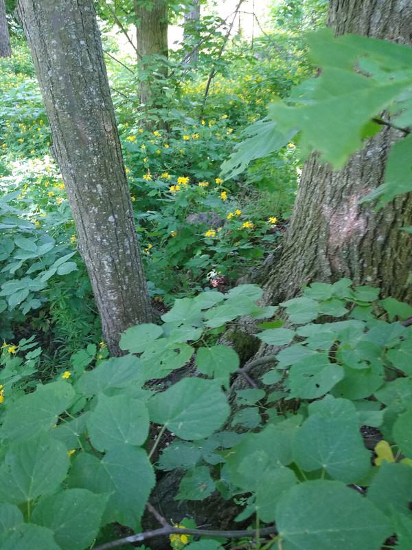 09.21 - IMG_20210604_101512047 (panna Monika)