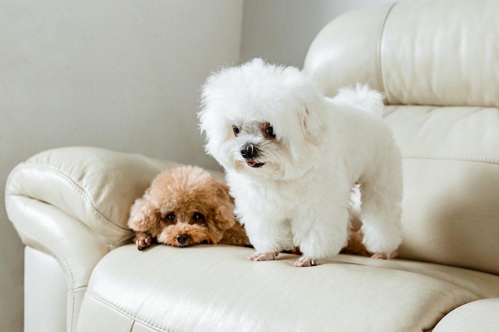 white-poodle-8217358-1280.jpg