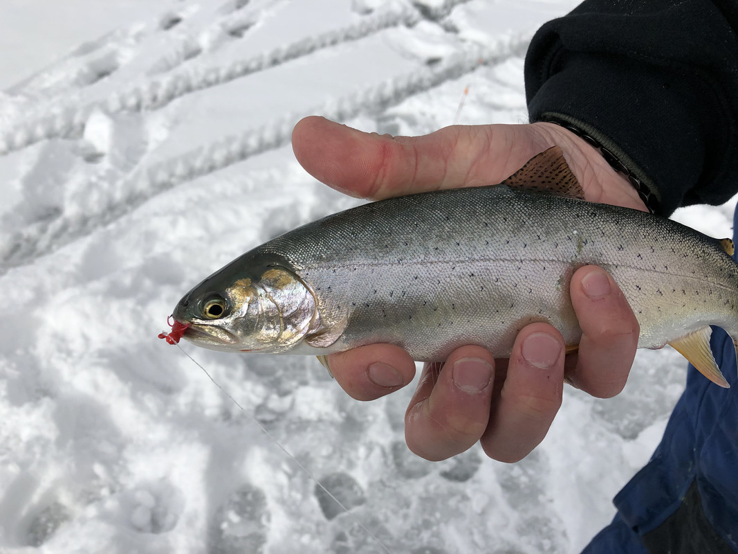 E43DD8C4-438B-44A5-8380-47DCCE63A66B