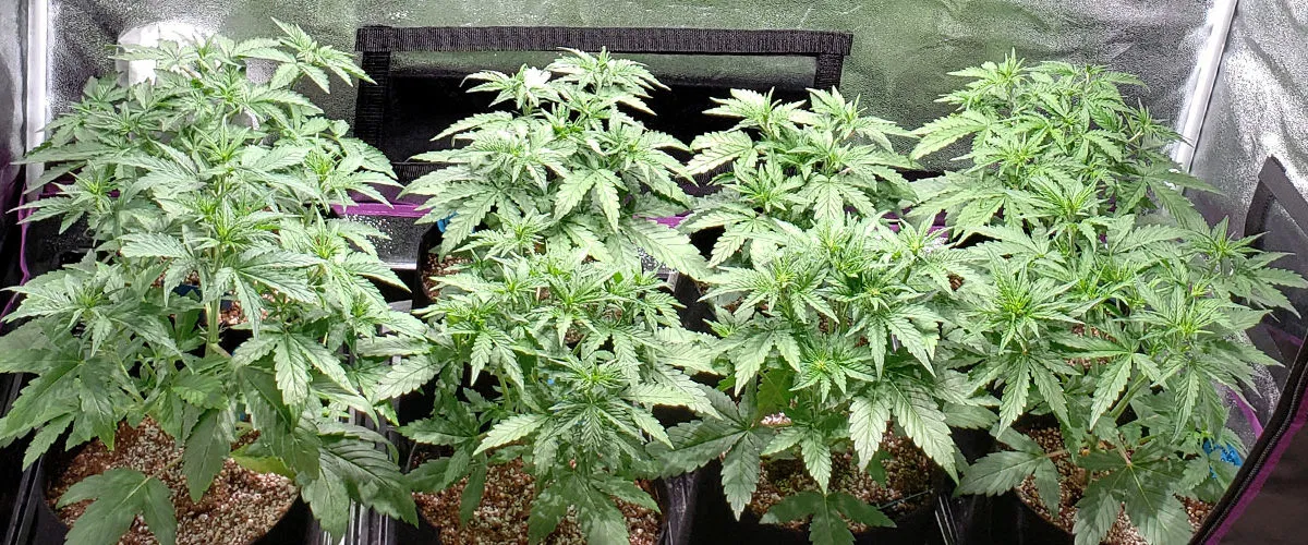 Cannabis Plants in Vegetative Stage Growing Setup