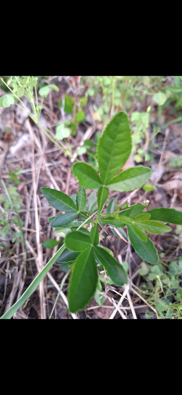 leaves 4