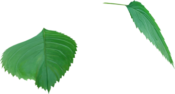 Leaves