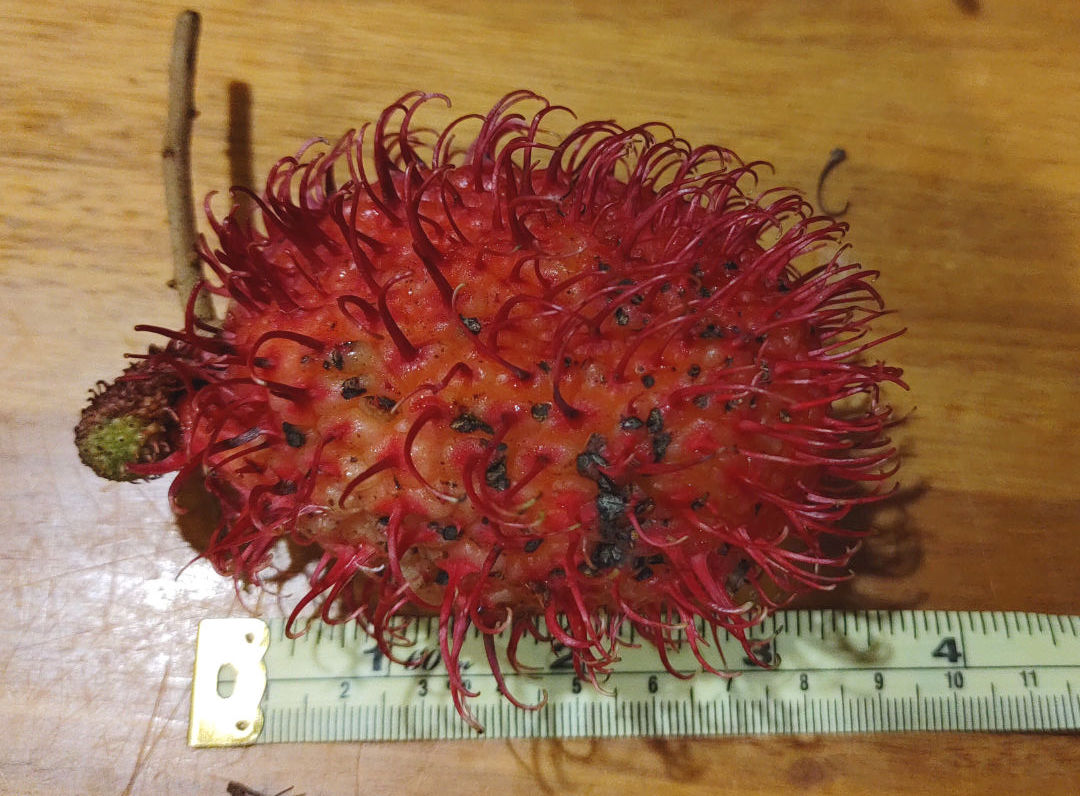 monster_rambutan
