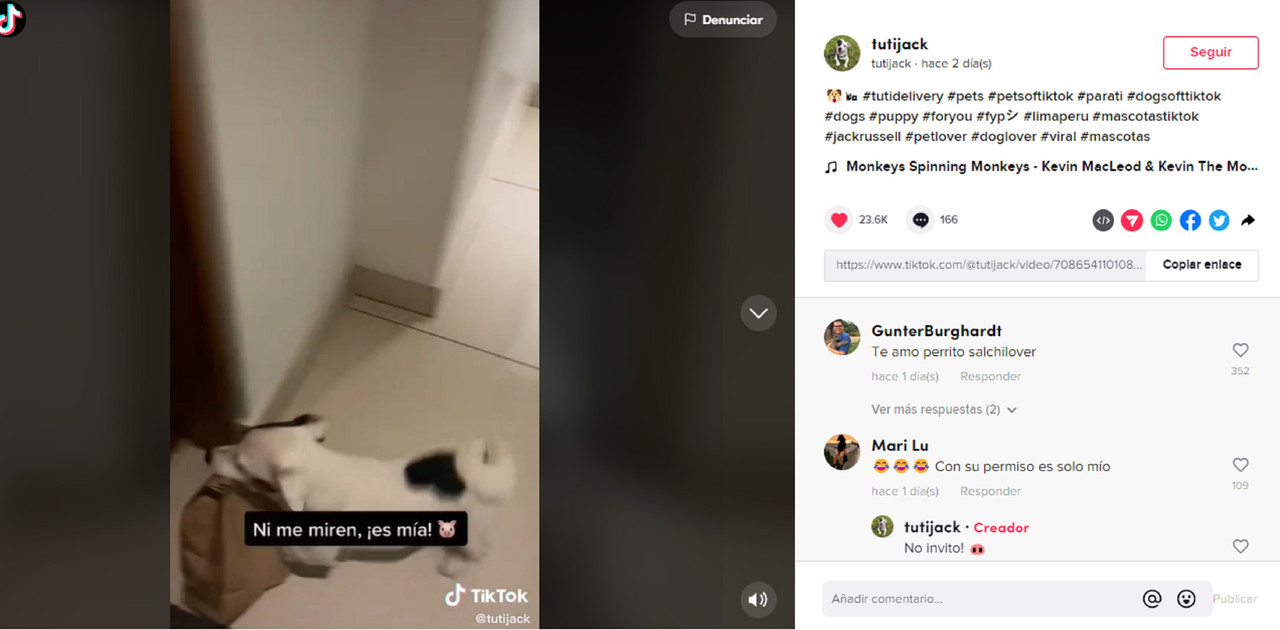 Video viral de TikTok hace famoso a un perrito que sabe recoger paquetes
