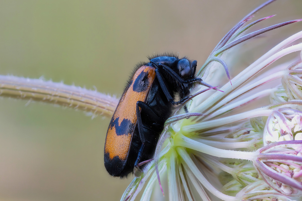 Mylabris variabilis (3)