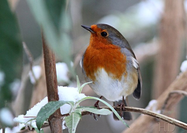 robin-branch-winter-HD.jpg