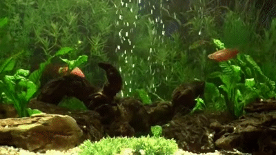 GIF of fish swimming in an aquarium