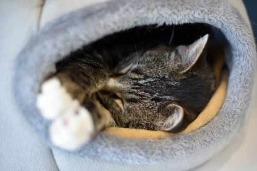 cat tunnel bed