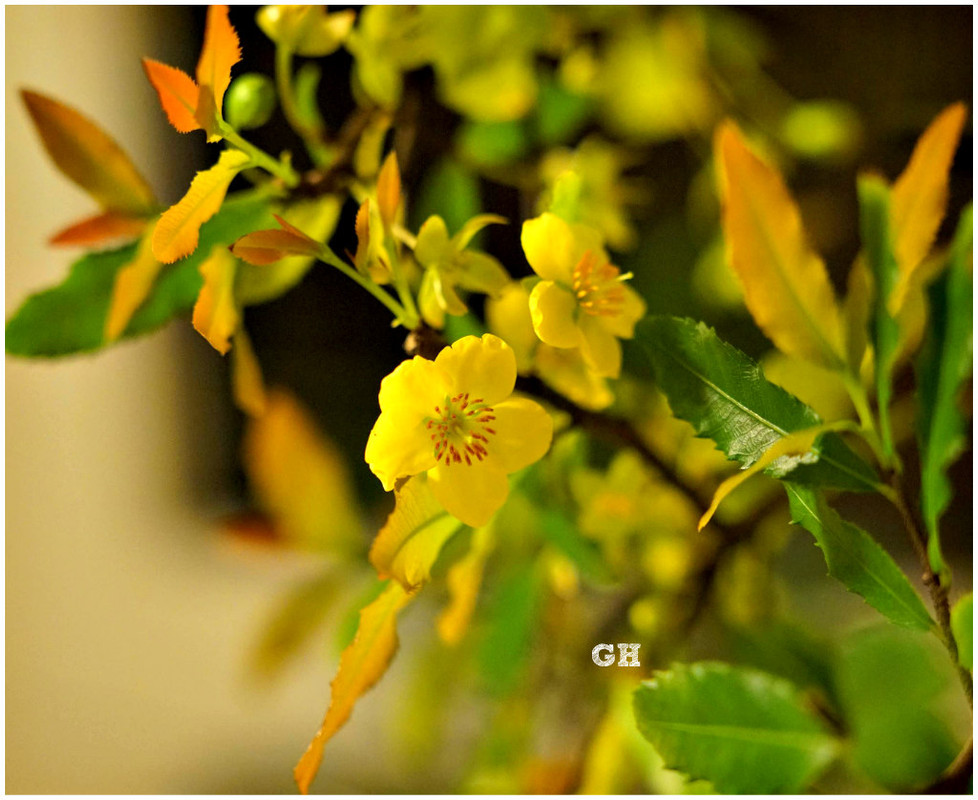 [Image: DSC07246-GH.jpg]